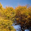 %_tempFileName1-fall%