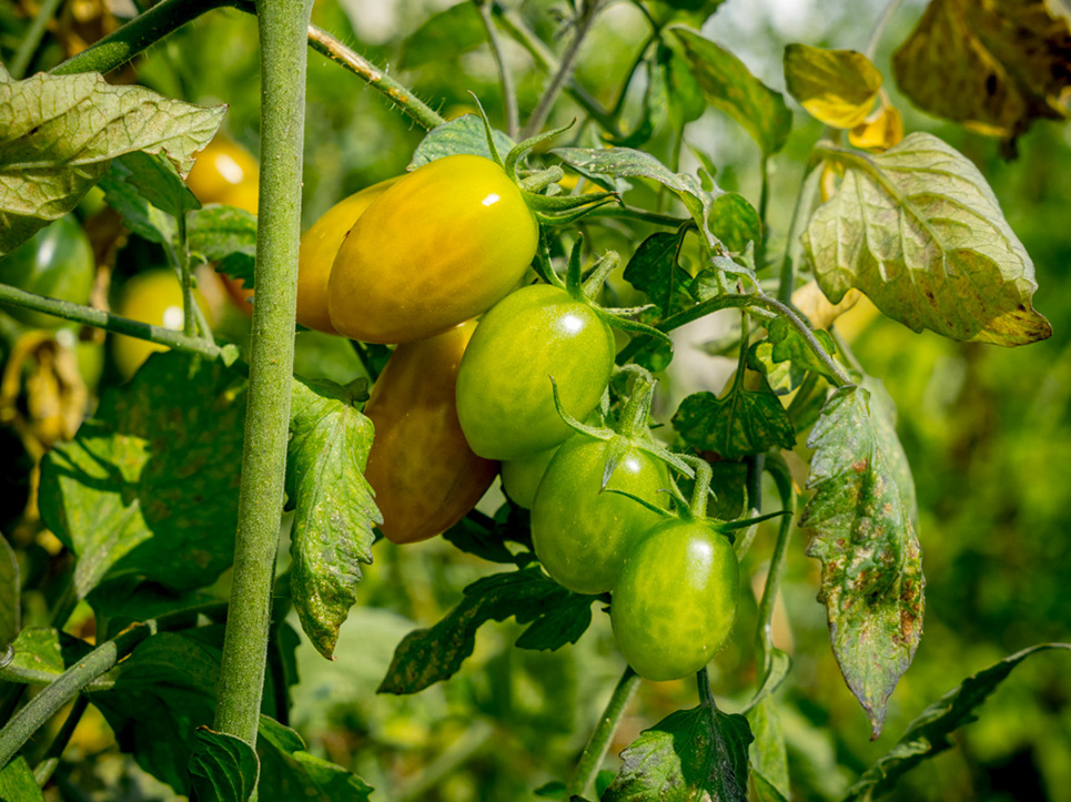 %_tempFileNameFH_n041%