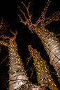 %_tempFileNameTree_Lighting_2014-023%